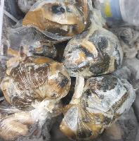 Escargot de côte d'ivoire congelé (380g)